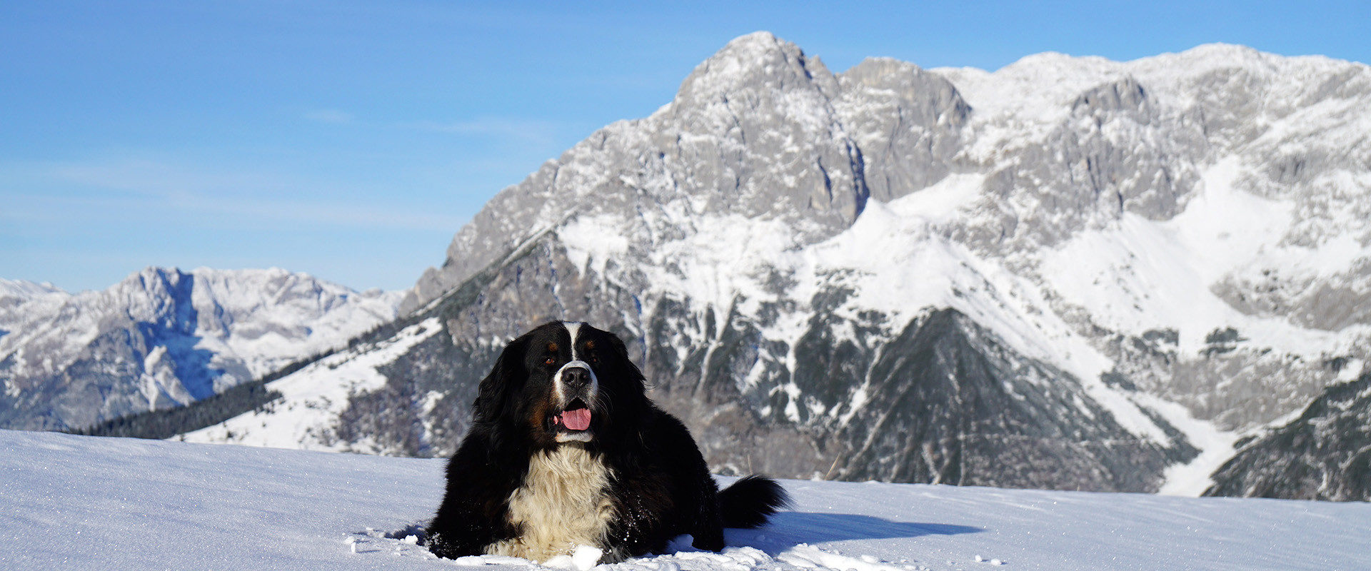 Hund liegt im Schnee mit dem Tennengebirge im Hintergrund.