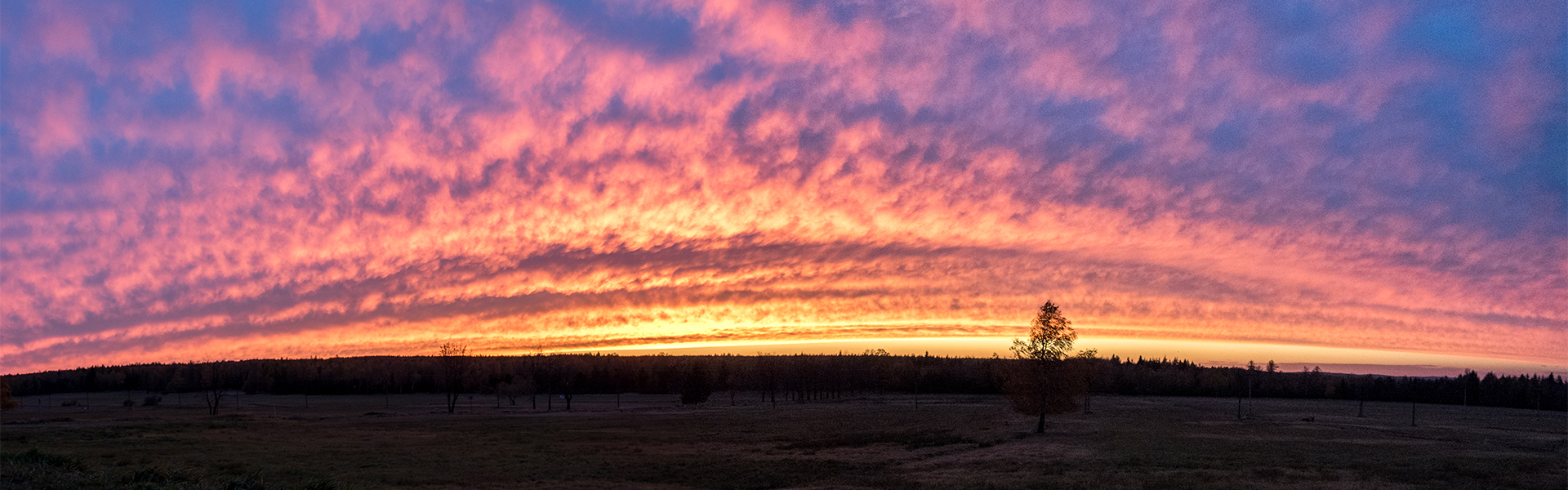 Abendrot und Sonnenuntergang in flacher Waldlandschaft mit Baum.