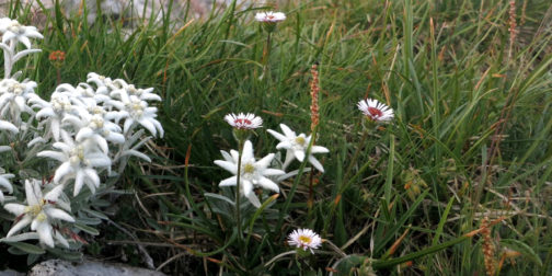 edelweiss_wiese_blumen_1920_600 Edelweiss Blume auf satt grüner Bergwiese