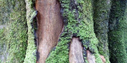 natur baum moos